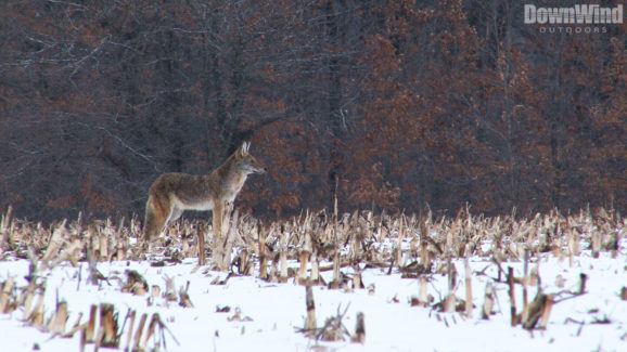 Midwest Coyote Hunting