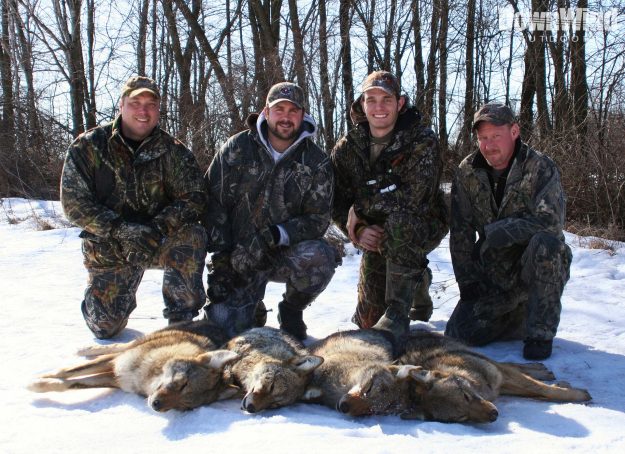 Canadian Coyotes