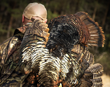 Turkey Hunting Pictures
