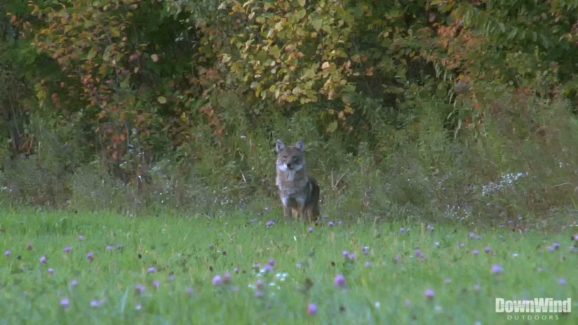coyote hunting video