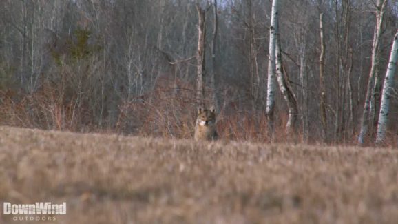 coyote hunting video