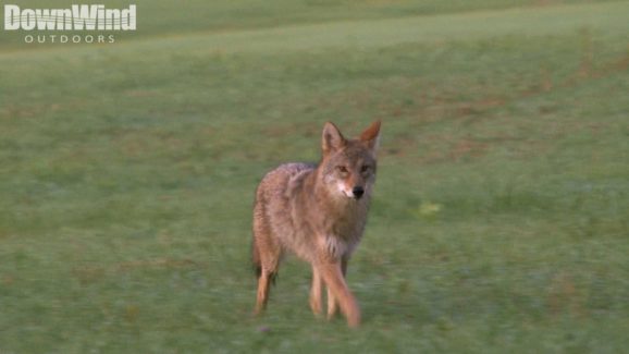 Coyote Hunting Video