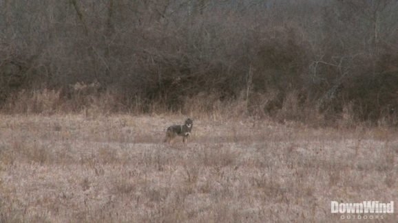 Eastern Coyote Hunting Video