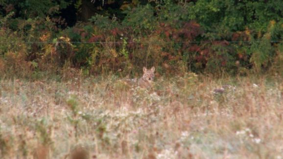 coyote hunting video