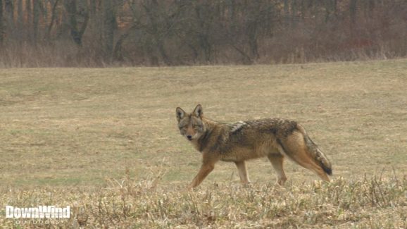 Coyote Hunting Video