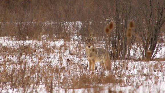 Coyote Hunting Video