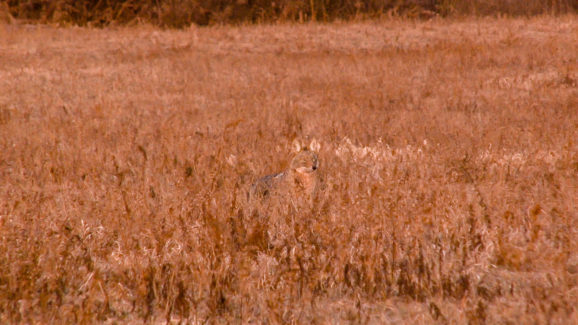 Coyote Hunting Video