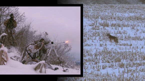 Coyote Hunting Video