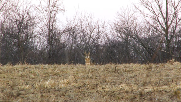 Coyote Hunting Video