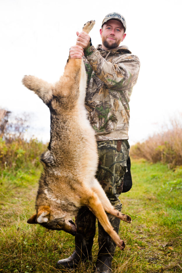 Coyote