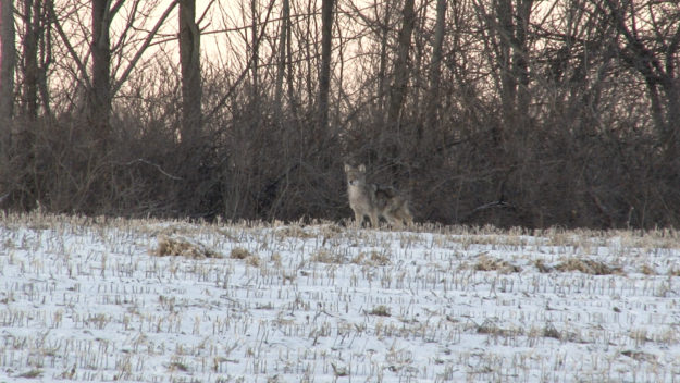 Coyote Hunting Video