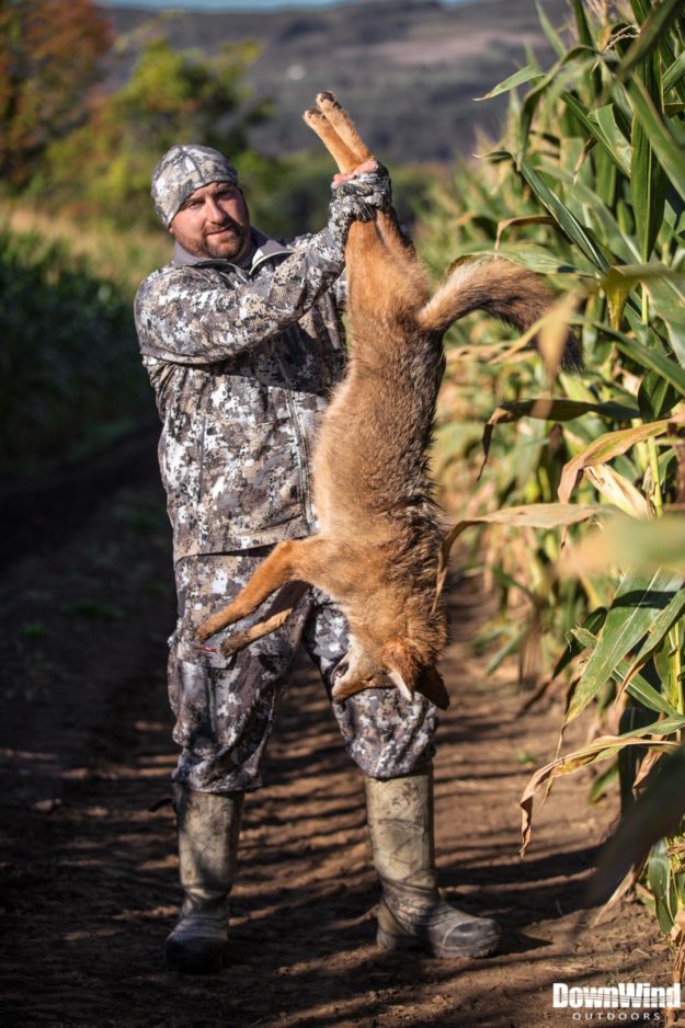 Eastern Coyote