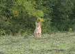 Coyote Hunting Video