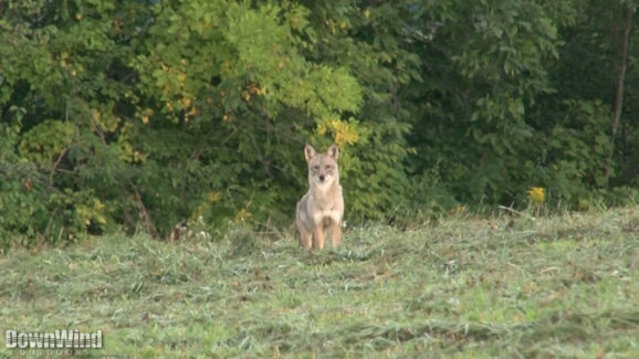 Coyote Hunting Video