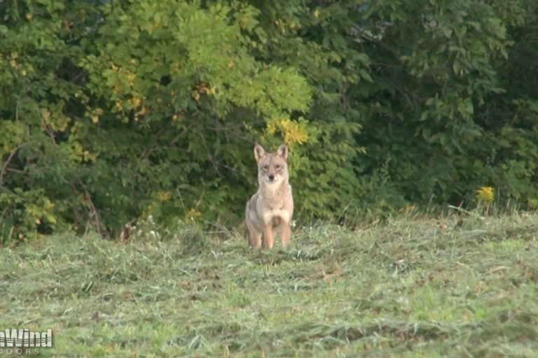 Coyote Hunting Video