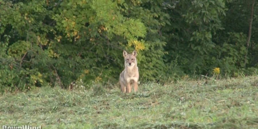 Eastern Coyote Hunting: Hawg’d Coyote Hunting Video