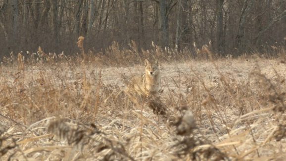 Coyote Hunting Video