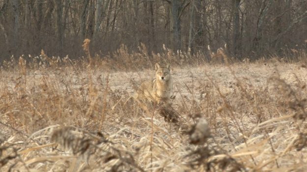 Coyote Hunting Video
