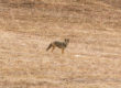 Coyote Hunting Video