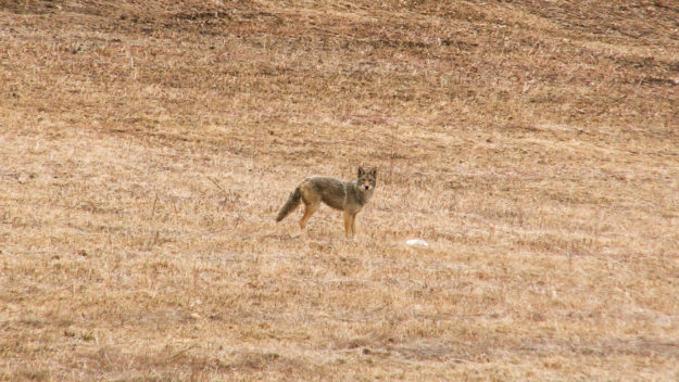 Coyote Hunting Video: Look In His Eye Coyote Hunting Video