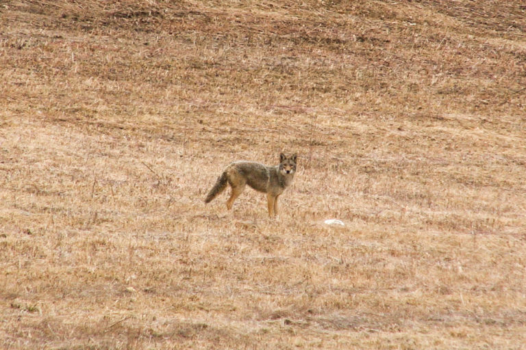 Coyote Hunting Video