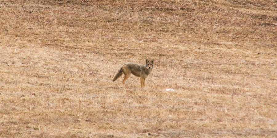 Coyote Hunting Video: Look In His Eye Coyote Hunting Video