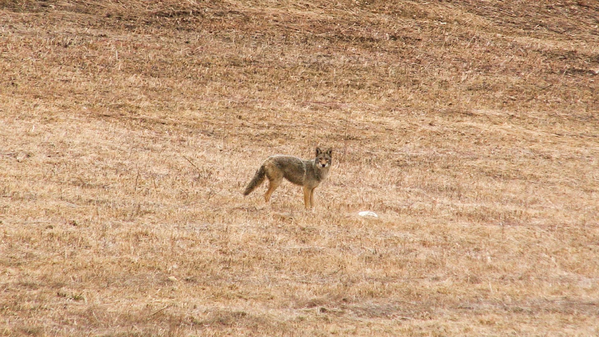 Coyote Hunting Video