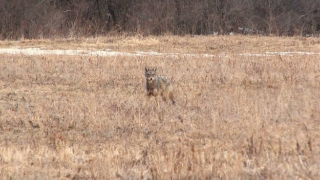 Coyote Hunting Video