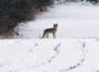 Coyote Hunting Video