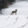 Coyote Hunting Video