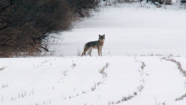 Coyote Hunting Video: Sack of Potatoes Coyote Hunting Video