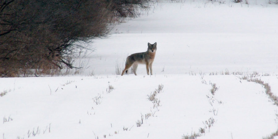 Coyote Hunting Video: Sack of Potatoes Coyote Hunting Video