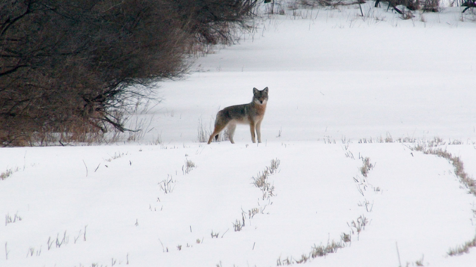Coyote Hunting Video