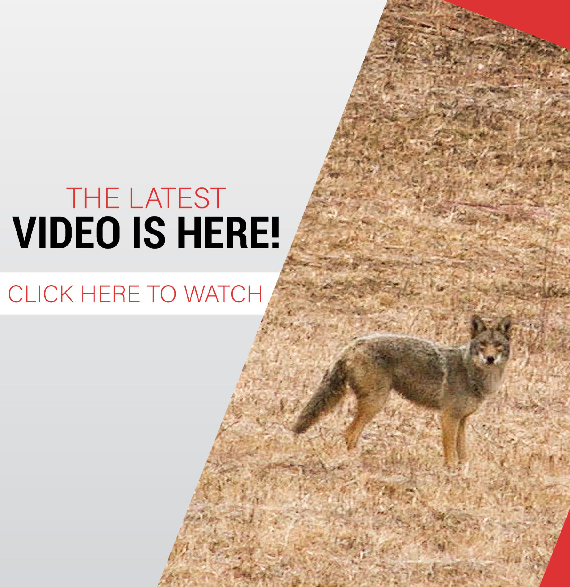DownWind Outdoors Best Coyote Hunting Videos on the