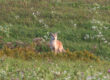 Coyote Hunting Video