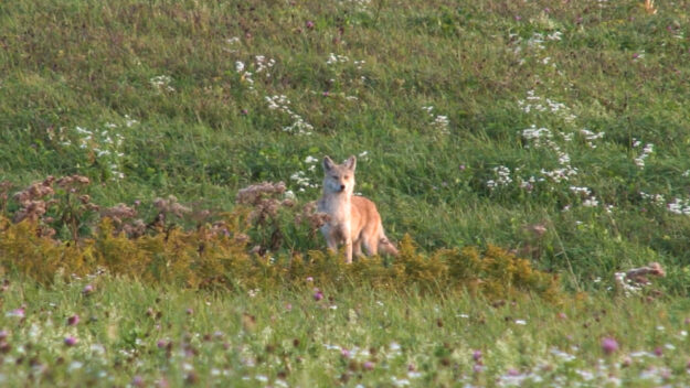 Coyote Hunting Video – Almost Blew It Coyote Hunting Video