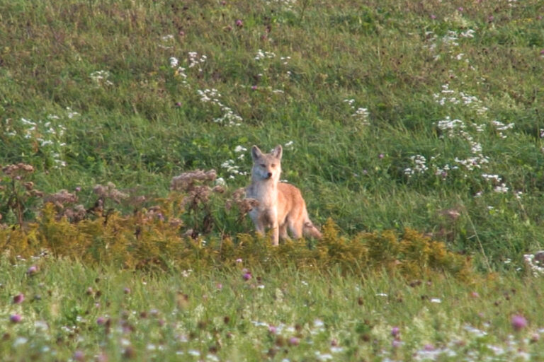 Coyote Hunting Video