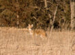 Coyote Hunting Video