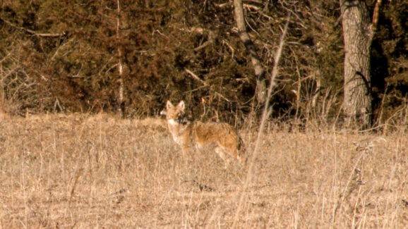 Coyote Hunting Video
