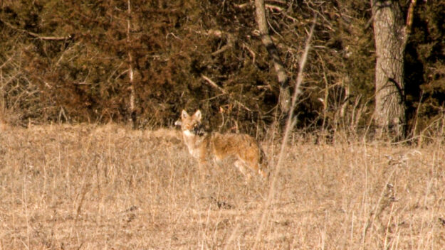Coyote Hunting Video – 12 O’clock Coyote Hunting Video