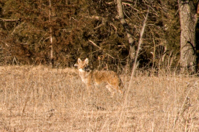 Coyote Hunting Video